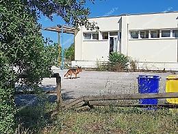 Pastore tedesco si perde e vaga nel parco e nei corridoi di una scuola