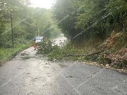 Cade un albero lungo la strada: soccorsi al lavoro per mettere l'area in sicurezza