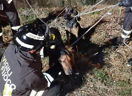 Due cani cadono in un canale: salvati dai vigili del fuoco