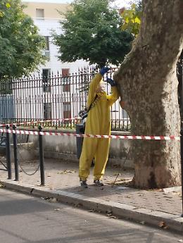 I volontari del Radio Soccorso Anagni eliminano il nido di calabroni