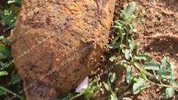 Contadino trova un ordigno bellico nel suo terreno