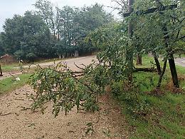 Cade un albero sulla strada delle scuole di San Bartolomeo