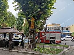 Sciame di calabroni minaccia i cittadini 