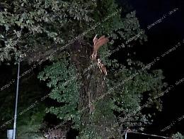 Paura in via del Casone: crolla parte di un albero, sul posto i vigili del fuoco