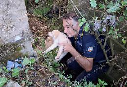 Un cane messo in salvo dalla polizia