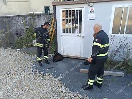 I vigili del fuoco mettono in salvo un cane. L'intervento 