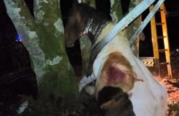 Cavallo resta incastrato tra due alberi, salvato dai vigili del fuoco