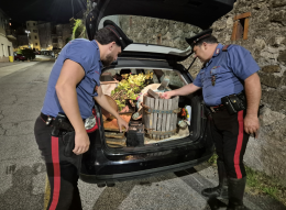 Ruba attrezzi in un'azienda vinicola. Arrestato