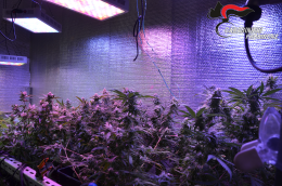 Serra di cannabis in casa. Maxi operazione dei carabinieri