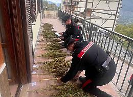 In casa con piante di marijuana: arrestato 