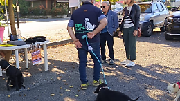 Grande successo per la manifestazione “Cani in Città” 