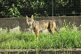 Nuovi avvistamenti di lupi. Allarme tra i residenti