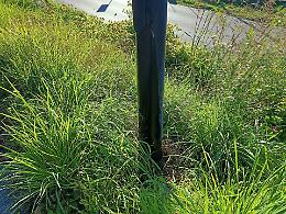 Acqua da un palo... della luce: lo strano fenomeno di via Calzatora 