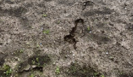 Ladri in azione: furti ripresi dalle telecamere