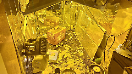 Scoperta una serra di cannabis in un'abitazione: arrestato 