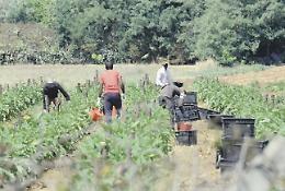 Agricoltura, numeri in crescita