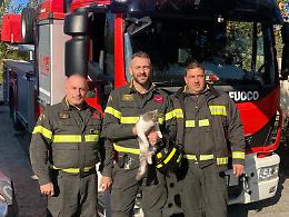 Gatta intrappolata su un albero da tre giorni. Salvata dai vigili del fuoco