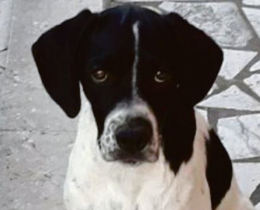 Cane fugge per i botti e muore 