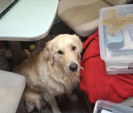 Cane scappa per i fuochi d'artificio: appello disperato di una famiglia francese