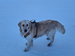 Proseguono le ricerche di Trachi, il cane scomparso la notte di capodanno