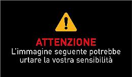 Animali investiti, una tragedia sull'asfalto 