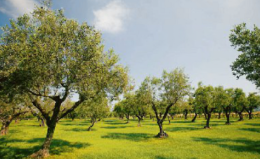 Olivocoltura, sfide e prospettive