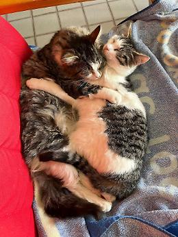 Sterminio di gatti in corso: al lavoro le autorit&agrave;