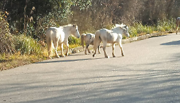 Cavalli in strada tra Pescosolido a Campoli Appennino