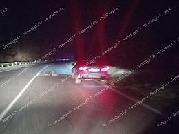 Cinghiale investito lungo la via Anticolana: auto danneggiata 