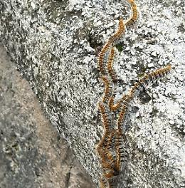 Anagni, processionaria a Porta Cerere: scatta l'allarme 