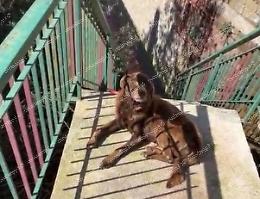 Cane segregato tra degrado e ferite: scatta il sequestro 