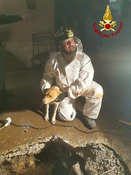 Cagnolino salvato dai vigili del fuoco dopo ore di paura: l'intervento 