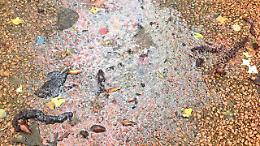 Inflitrazioni d'acqua rossastra alla villa comunale: lanciato l'allarme 