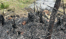 Uliveto in fiamme, denunciato un uomo per incendio colposo