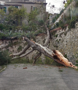 Alberi caduti per le raffiche di vento. Domani scuole chiuse in via precauzionale