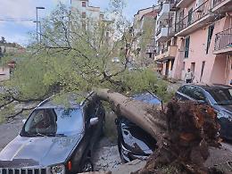 Cade un albero in via Fosse Ardeatine: sul posto i vigili del fuoco