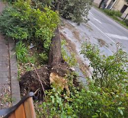 Il vento abbatte un albero in via XX settembre: nessun ferito