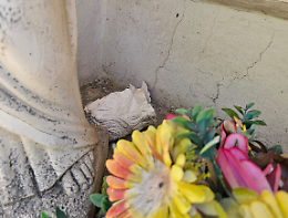 Danneggiamenti alle statue sacre: individuata una donna di 59 anni