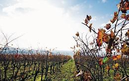 Il food in crisi, bar e ristoranti chiusi: settore vinicolo in grande affanno