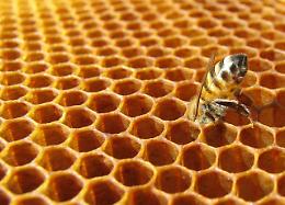 Ladri di...api, depredato un allevamento: il singolare furto