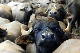 L'epidemia colpisce anche aziende produttrici e casearie: filiera in ginocchio