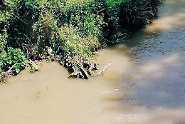 Pesci morti galleggiano nel fiume: ancora sversamenti nel rio Pioppeto