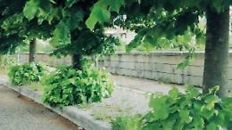 Erba alta e degrado, la pista ciclabile diventa pericolosa: l'ira dei residenti