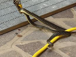 Un serpente nel tubo, parla l'esperto: "Era un innocuo biacco: perché ucciderlo?"