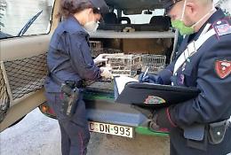 Scoperto con piante di marijuana e volatili di specie protetta, denunciato