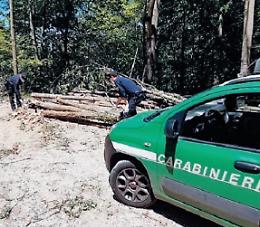 Taglio di legna abusivo nel Parco: azienda “sconfina” approfittando dell'emergenza
