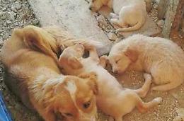 Troppi cani abbandonati, in campo i volontari dell'Enpa. Fenomeno da contrastare