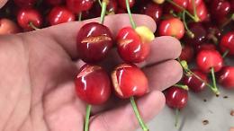 Il maltempo dei giorni scorsi ha distrutto i raccolti di ciliegie