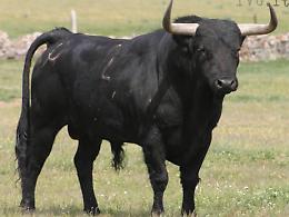 Incornato da un toro: anziano operato, le sue condizioni sono stabili