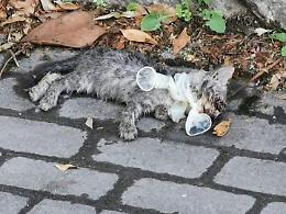 Micetto strangolato con i preservativi: crudeltà umana senza limiti. Caccia ai colpevoli